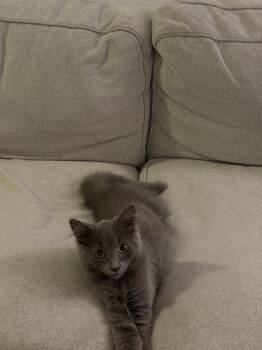 Jasper-Must be adopted with Louise -  Domestic Short Hair Cat for Adoption in Toronto, Ontario - Jasper-Must Be Adopted With Louise | PetCurious