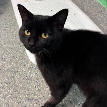 Mr. Miyagi -  Domestic Short Hair Cat for Adoption in Hendersonville, North Carolina - Mr. Miyagi | PetCurious