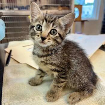 Priscilla -  Domestic Short Hair Cat for Adoption in West Chester, Pennsylvania - Priscilla | PetCurious