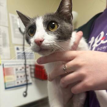 Lake -  Domestic Short Hair Cat for Adoption in Tulsa, Oklahoma - Lake | PetCurious