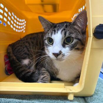 Tucker -  Domestic Short Hair Cat for Adoption in Spokane, Washington - Tucker | PetCurious