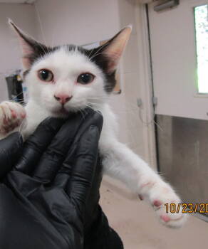 Rescue Domestic Short Hair Cats for Adoption in Marietta, Georgia - (642) | PetCurious