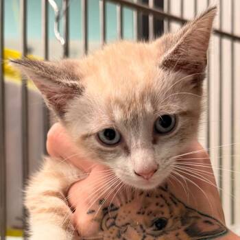 Janice -  Domestic Short Hair Cat for Adoption in Inman, South Carolina - Janice | PetCurious