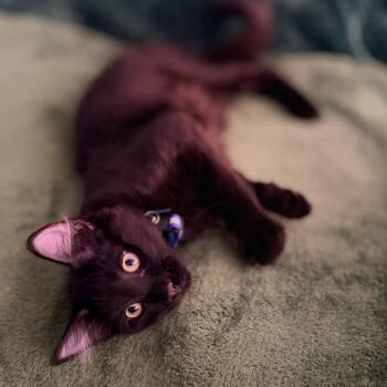 Oracle -  Domestic Short Hair Cat for Adoption in Los Angeles, California - Oracle | PetCurious