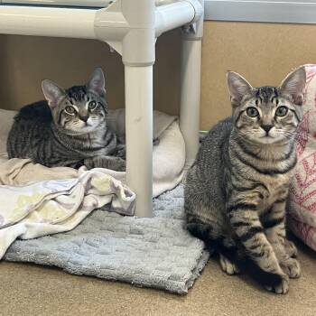 Omaha & Juno -  Domestic Short Hair Cat for Adoption in Eatontown, New Jersey - Omaha & Juno | PetCurious