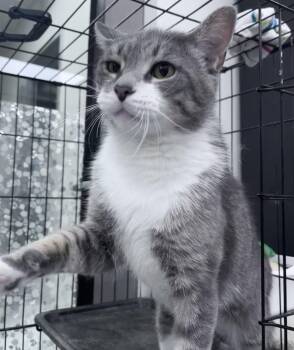 Sebastian -  Domestic Short Hair Cat for Adoption in Youngstown, Ohio - Sebastian | PetCurious
