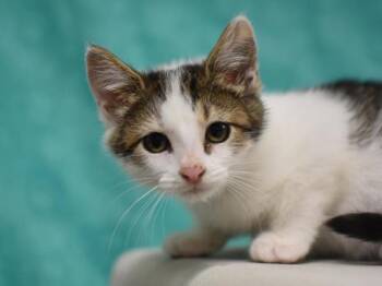 Carmilla -  Domestic Short Hair Cat for Adoption in Portland, Oregon - Carmilla | PetCurious