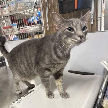 Rescue Domestic Short Hair Cats for Adoption in New York, New York - Grey | PetCurious