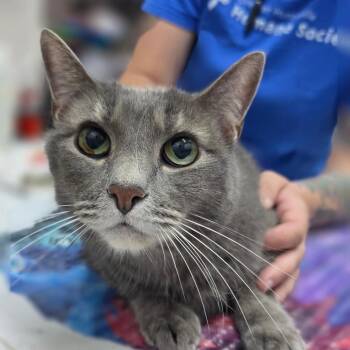 Clank -  Domestic Short Hair Cat for Adoption in Huntsville, Alabama - Clank | PetCurious