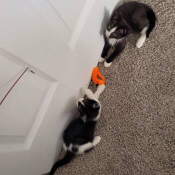 Fiddle -  Domestic Short Hair Cat for Adoption in Mebane, North Carolina - Fiddle | PetCurious