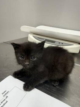 Winnie -  Domestic Short Hair Cat for Adoption in Pequot Lakes, Minnesota - Winnie | PetCurious