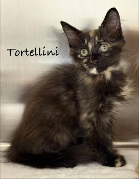 Tortellini -  Domestic Medium Hair Cat for Adoption in Pawleys Island, South Carolina - Tortellini | PetCurious
