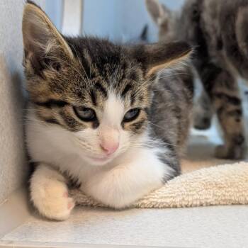 Pac Man -  Domestic Short Hair Cat for Adoption in Pittsburgh, Pennsylvania - Pac Man | PetCurious