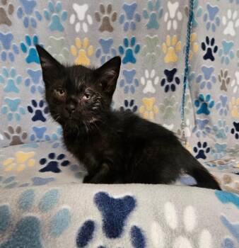 Clinton -  Domestic Short Hair Cat for Adoption in Wabash, Indiana - Clinton | PetCurious