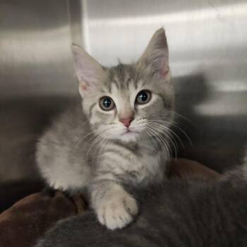 Peep -  Domestic Short Hair Cat for Adoption in Fort Wayne, Indiana - Peep | PetCurious
