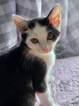 Piper -  Domestic Short Hair Cat for Adoption in Duxbury, Massachusetts - Piper | PetCurious