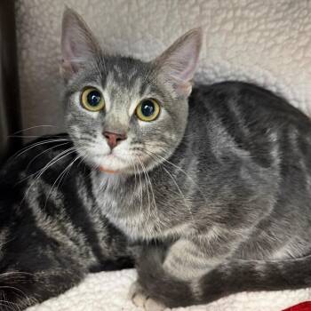 Frodo -  Domestic Short Hair Cat for Adoption in Las Vegas, Nevada - Frodo | PetCurious