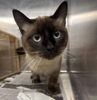 BIRCH -  Domestic Medium Hair and Domestic Short Hair Cat for Adoption in Anchorage, Alaska - BIRCH | PetCurious