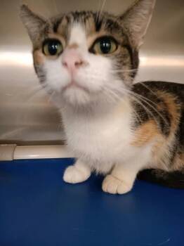 Rescue Domestic Short Hair Cats for Adoption in Lafayette, Indiana - Opal | PetCurious
