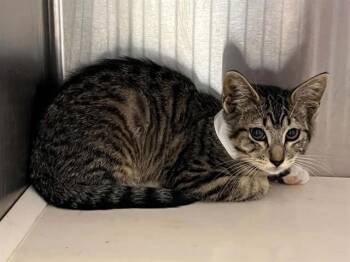 JUNIPER -  Domestic Short Hair Cat for Adoption in Tustin, California - JUNIPER | PetCurious