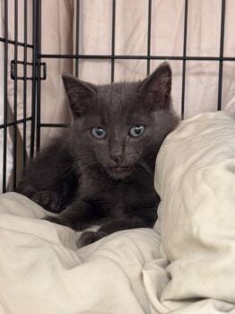 Rescue Domestic Short Hair Cats for Adoption in Pomona, New York - Delta | PetCurious