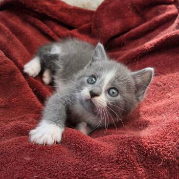 Rescue Domestic Short Hair Cats for Adoption in Reisterstown, Maryland - Jasmine (paired With A Sibling) | PetCurious