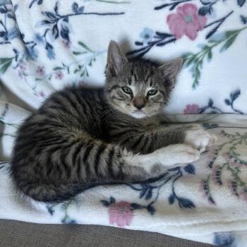 Teddy -  Domestic Short Hair Cat for Adoption in Potomac, Maryland - Teddy | PetCurious