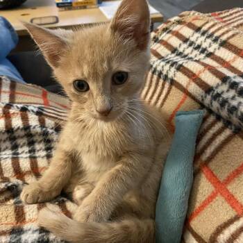 Rescue Domestic Short Hair Cats for Adoption in Lemoyne, Pennsylvania - Geddy | PetCurious