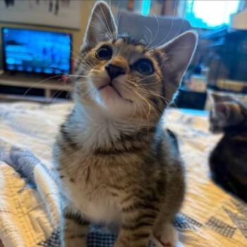 ZagNut -  Domestic Short Hair Cat for Adoption in Parkersburg, West Virginia - ZagNut | PetCurious