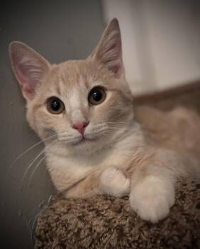 Cheddar Jack -  Domestic Short Hair Cat for Adoption in Omaha, Nebraska - Cheddar Jack | PetCurious