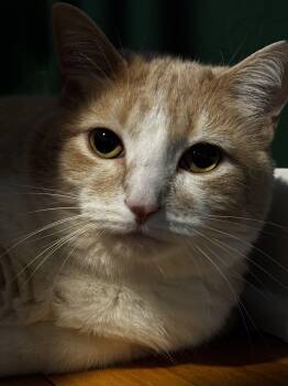 Bowser -  Domestic Short Hair Cat for Adoption in Albany, New York - Bowser | PetCurious