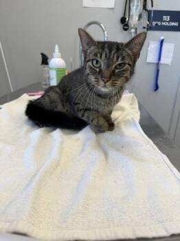 Love -  Domestic Short Hair Cat for Adoption in Lafayette, Indiana - Love | PetCurious