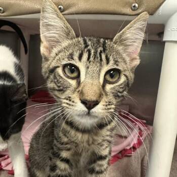 Hankaroo -  Domestic Short Hair Cat for Adoption in Walnut Creek, California - Hankaroo | PetCurious