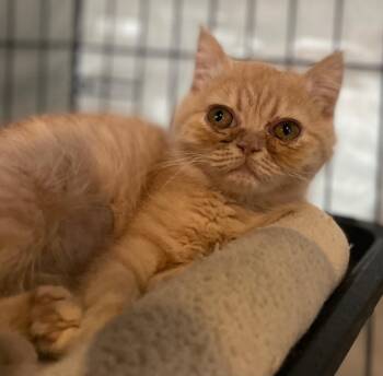 Knish -  Domestic Short Hair Cat for Adoption in Cincinnati, Ohio - Knish | PetCurious