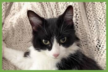 Sadie -  Domestic Medium Hair Cat for Adoption in Amherst, Massachusetts - Sadie | PetCurious