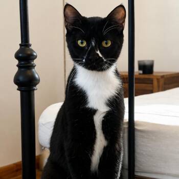 Catari -  Domestic Short Hair Cat for Adoption in Lutz, Florida - Catari | PetCurious