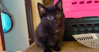 Penguin -  Domestic Short Hair Cat for Adoption in Milton, Delaware - Penguin | PetCurious