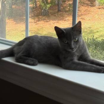 Rescue Domestic Short Hair Cats for Adoption in Abbeville, South Carolina - 1330 Earl | PetCurious