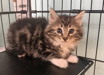 Firefly -  Domestic Long Hair Cat for Adoption in Hudson, New York - Firefly | PetCurious