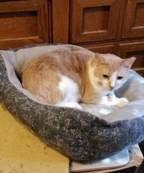 Deano -  American Shorthair Cat for Adoption in Phoenix, Arizona - Deano | PetCurious