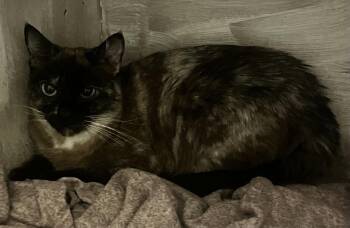 Cece -  Siamese Cat for Adoption in Denver, Colorado - Cece | PetCurious