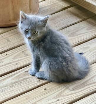 Jasmine -  Domestic Long Hair Cat for Adoption in West Palm Beach, Florida - Jasmine | PetCurious