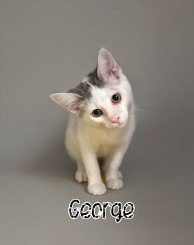 Rescue Domestic Short Hair Cats for Adoption in Port Clinton, Ohio - George | PetCurious