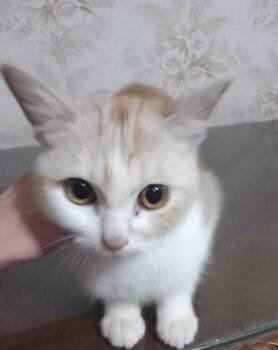 Rescue Egyptian Mau Cats for Adoption in Wolcott, Connecticut - Carmella | PetCurious