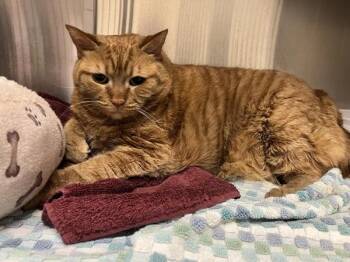 Ruby -  Domestic Short Hair Cat for Adoption in Stratham, New Hampshire - Ruby | PetCurious