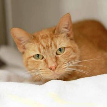 Rescue Domestic Short Hair Cats for Adoption in Atlanta, Georgia - Sunny Nova | PetCurious