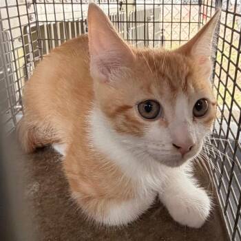 Domestic Short Hair Cats Available for Adoption in Edinburg, Texas - Fandango | PetCurious