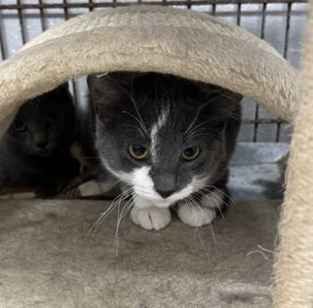 Rescue Domestic Short Hair Cats for Adoption in Rhinelander, Wisconsin - Thunder | PetCurious