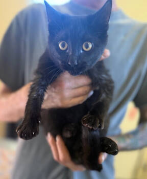 Rescue Domestic Short Hair Cats for Adoption in Corinth, Mississippi - Agent J 23C-0236 | PetCurious