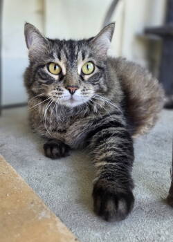 Rescue Domestic Long Hair and Tabby Cats for Adoption in Magnolia Springs, Alabama - Tabby | PetCurious